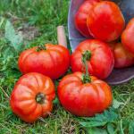 Potagères - Tomate Marmande - BIO - face recto